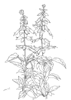 hana-senga3 のコピー.png