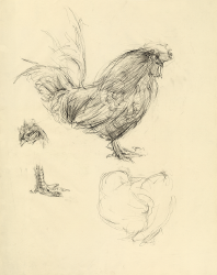 鳥２.png